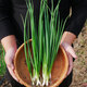 Beishu Four Seasons Chive Seeds Green Onion Seedlings Home Planting Potted Vegetable Seeds Four Seasons Chive Seeds 1000 capsules