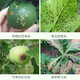 Puzhan 80% Bordeaux liquid vegetable and fruit tree downy mildew anthracnose ring spot wildfire pesticide fungicide 100g