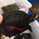 OIMG small snapping turtle live seedling pet turtle size active ornamental turtle water turtle crocodile turtle mixed Buddha new product 11-14 cm giant snapping turtle