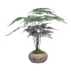 Eight-bud asparagus, moss, white-haired moss, green plant, indoor coffee table, tabletop, ceramic potted plant, office ornaments, bonsai to purify the air, Zen potted asparagus - containing melamine support, good for potted plants