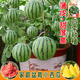 Honey small watermelon seeds 2K watermelon red soil thin-skinned seedless four-season potted balcony courtyard fruit melon seeds 2K red soil watermelon 50 capsules original quality package germination