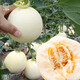 Dayu White Sand Honey Melon Seed Seedlings Complete Seedlings Genuine Cantaloupe Seeds Old Varieties Sui Melon Extra Large White Sand Honey Melon Seeds 150 Cantaloupe Seeds