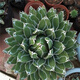 Serie de nieve familiar de Agave, brocado de corona auspicioso cinco colores y otras plantas suculentas Garden Plants Maikele Long lei 10cm