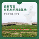 
Zaokang Organic Wolfberry After more than 300 pesticide residue tests, the excellent grade Ningxia Zhongning Wolfberry is pesticide-free and fertilizer-free.