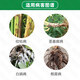 Hulian Plant Protection Hulian Manshou 24% Thifuramide Sheath Blight Grape White Rot Brown Spot Black Pox Bud Blight Fungicide 500g*1 bottle