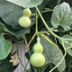 Dark green small gourd seeds, emerald gourd potted plants, hand-twisted gourd seeds, Wenwan sub-waisted seeds, potted plants for balcony, selected gourd seeds, sold out, small flower pot dosage, about 15 grains