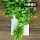 Fengming Yashi four-season coriander seeds, large and small leaf vegetable seeds, new and old varieties of coriander seeds, four-season coriander seeds 10g