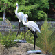 Hongri Guanghui fiberglass simulated crane sculpture outdoor garden forest landscape pool rockery landscaping decoration red-crested egret ornaments style 1 (0.65 meters high)