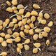 Changbai Mountain ginseng seed planting potted Korean ginseng, wild ginseng, American ginseng, and ginseng seedlings, potted red ginseng seeds 1g 30 germination seeds