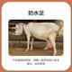 Zhengda 4% breeding ewe premix breeding ewe feed during pregnancy and lactation has more milk to prevent paralysis