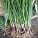 Purple-skinned onion seedlings, fruit red-skinned onion seedlings, vegetable seedlings for garden planting in all seasons, 50 purple-skinned fruit onion seedlings, high-yielding purple-skinned fruit onion seedlings