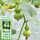 Fengming Yashi Xiaoya gourd seeds treasure gourd climbing vines ornamental vegetables melon and fruit seeds gold-inch small gourd seeds 20 capsules