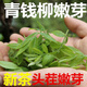 Peking Tongrentang Rohstoffe, grünes Geld Willow Tee, zarte Knospen, Zhangjiajie authentische alte Bäume, Qingjin Money Willow neue Tender -Knospen, grünes Geld, grüne Geld Willow -Knospen, 50 Gramm