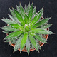 Serie de nieve familiar de Agave, brocado de corona auspicioso cinco colores y otras plantas suculentas Garden Plants Maikele Long lei 10cm