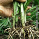 Guizhou native specialty authentic stone leek, large broad-leaf leek, Guanyin giant leek, wild broad-leaf potted leek root, 60 medium seedlings, dug with mud, no pots guaranteed to arrive fresh