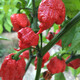 Carolina Reaper pepper seeds imported extra spicy devil pepper four-season potted vegetable seeds melon and fruit pepper seedlings Carolina Reaper pepper seeds 50 capsules + fertilizer
