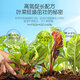 Stanley organic compound fertilizer for vegetables: leek, rape, lettuce, coriander, household vegetable fertilizer, leafy vegetable type 2.5 Jin Jin equals 0.5 kg