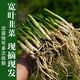 Guizhou native specialty authentic stone leek, large broad-leaf leek, Guanyin giant leek, wild broad-leaf potted leek root, 60 medium seedlings, dug with mud, no pots guaranteed to arrive fresh