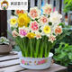 
Narcissus ball indoor balcony hydroponic tulip potted plants with four seasons flowers in winter cold-resistant plant seeds G673_J973_Hydney seed ball + fat without pot