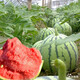 Dayu Lazy Man Watermelon Seed Seedlings Extra Large Suitable for Early Maturing Lazy People in the South 8424 Kirin Melon Meidu Seedless Fruits and Vegetables Meidu Watermelon Seeds 50 Good Quality