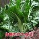 Bohui Brassicae Seeds are edible white stems, large broad leaves, thick skins, high-yield all-season old varieties, spring and old Genda vegetable seeds. Broad-leaf Brassicae 4 packs and 6 packs (40 people choose)