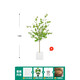 Flower e-flow simulation hanging bell tree horse drunken wood plant clothing store bionic fake green plant decoration potted indoor living room floor-standing ornaments 1.6m single pole + white cement basin