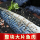 
Hai Hongying Norwegian blue and white fish, big squid, mackerel fillet, green zhanyu barbecue ingredients, fish seafood fresh 1050g, 10 pieces in total
