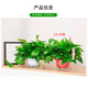 Shuangmeng Green Radish Potted Plants Formaldehyde Removal Flowers and Green Plants Office New House Air Purification 180 Styles Fu Character 4 Pots Straight from the Source