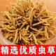 Guchenergtang Authentische Erste-Term-Cordyceps Trockenwaren Geschenk frisches Gras Erst Stoppeln Tibeter Cordyceps getrocknete Cordyceps 2 Wurzeln/G 3 Wurzeln/G 100 Wurzeln Großer Teller Geschenkbox [3 Wurzeln/g]