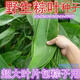 Large leaves for wrapping rice dumplings, rice dumpling seedlings, bamboo leaf seedlings, wild rice dumpling seed seedlings, bamboo leaf seedlings, garden plants, rice dumpling seeds 500 capsules/pack+