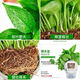 多瑙梦绿萝盆栽室内批发花卉植物除甲醛客厅新房长藤绿植绿箩水培绿植 6盆12023新款绿早安湓水 包养活赠三肥