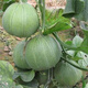 Emerald melon seeds thin-skinned super sweet cantaloupe seeds spring green-skinned four-season crisp melon early-maturing cantaloupe seeds original 2 packs of about 120 capsules