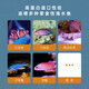 Haixiang says seawater fish special feed meat fish grain small ornamental fish hanging clown fish grain coral grain open fish food special meat fish grain 35g