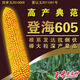 National-approved new species Denghai 605 corn seeds, double national-approved short-stem, high-yielding, red-shaft, large-cob corn seeds, national-approved quality Denghai 605, one bag, 4,000 grains, 1 mu of land