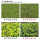 Guoguang Aixiu 30% Paclobutrazol Methionium Lawn Hedge Flower Leggy Chlormequat Plant Growth Regulator 200g