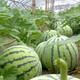 Dayu Meidu watermelon seeds are suitable for southern Kirin melon seedlings early maturing potted plants 8424 super sweet crunchy 8424 watermelon seeds 40 pieces