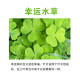 Fish unicorn aquatic plant seeds fish tank landscaping aquarium decoration lazy water grass mud foreground grass freshwater plant landscaping quick clover seeds 15g/bottle*1