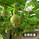 Fengming Yashi Xiaoya gourd seeds treasure gourd climbing vines ornamental vegetables melon and fruit seeds gold-inch small gourd seeds 20 capsules