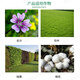 Guoguang Yiling 50% chlormequat, fruit tree shoot control, succulent flowers and trees, dwarfing, growth control and growth regulator 100ml