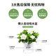 Green intentional green plant potted succulent flowers potted plants indoor desktop hydroponic green plants office living room plants lazy people Jucai 3 pots Asparagus + Lucky Bamboo + Money Tree