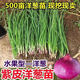 Purple-skinned onion seedlings, fruit red-skinned onion seedlings, vegetable seedlings for garden planting in all seasons, 50 purple-skinned fruit onion seedlings, high-yielding purple-skinned fruit onion seedlings