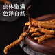 Tongrentang brand Tibet wild Cordyceps sinensis about 3 roots/g12g about 36 high-end Cordyceps gift boxes for elders