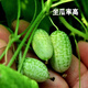 Fengming Yashi thumb watermelon seeds 5 mini vegetable and fruit seeds seedlings balcony four seasons potted organic melon and fruit larvae