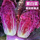 Xinning Chinese cabbage seeds, sowing egg yolk Chinese cabbage seeds in all seasons, Chinese cabbage farmyard vegetable seeds, purple cabbage seeds, 1 pack
