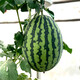 Zhongke Maohua melon and fruit seeds Jinmei 4K watermelon seeds with flower skin, red flesh, oval skin, thin toughness, storage and transportation resistance, easy to make fruit Jinmei 4K-50 capsules