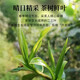 鸿韵清新乌龙茶岩茶老枞水仙武夷山特级茶叶漳平父亲节送礼盒装小泡袋512g