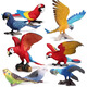 
Animal model solid simulation toy set cognitive birds, birds, eagle, parrot, peacock, flamingo ornaments, toucan S397/S679 (2 colors randomly sent 1)