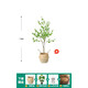 Hua e flow simulation hanging clock tree horse drunken wood plant clothing store bionic fake green plant decoration potted indoor living room floor-standing ornaments 1.3m single pole + seagrass basket