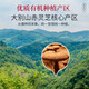Lei Yunshang Ganoderma Lucidum La cápsula de polvo de espora mejora los suplementos nutricionales postoperatorios inmunes para los productos de salud de las personas de mediana edad y las personas mayores Capas azules Mark Ganoderma Lucidum Cápsulas de aceite de esporas 丨 30 Cápsulas Extracción Esencia 丨 5 días 5 días