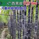 Guangxi authentic black sugarcane seedlings seedlings sugarcane seeds wholesale potted plants can be planted crispy and sweet, can be planted in the north and south, 10 black sugarcane roots with 3-6 spores, Guangxi sugarcane seedling heads
